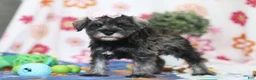 Miniature Schnauzer dogs for sale: Quincy - Ad 5