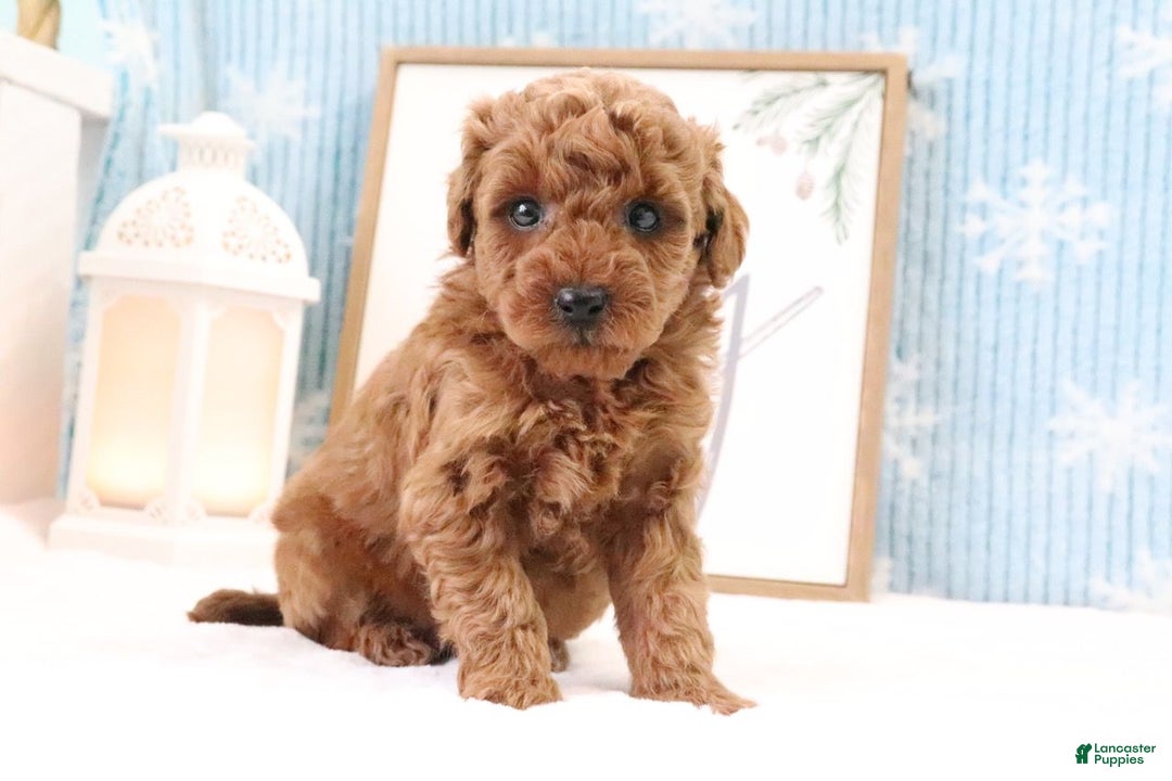 Miniature Poodle dogs for sale: Clay - Ad 1