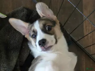 Mixed Breed dogs Pepe' - Ad 5