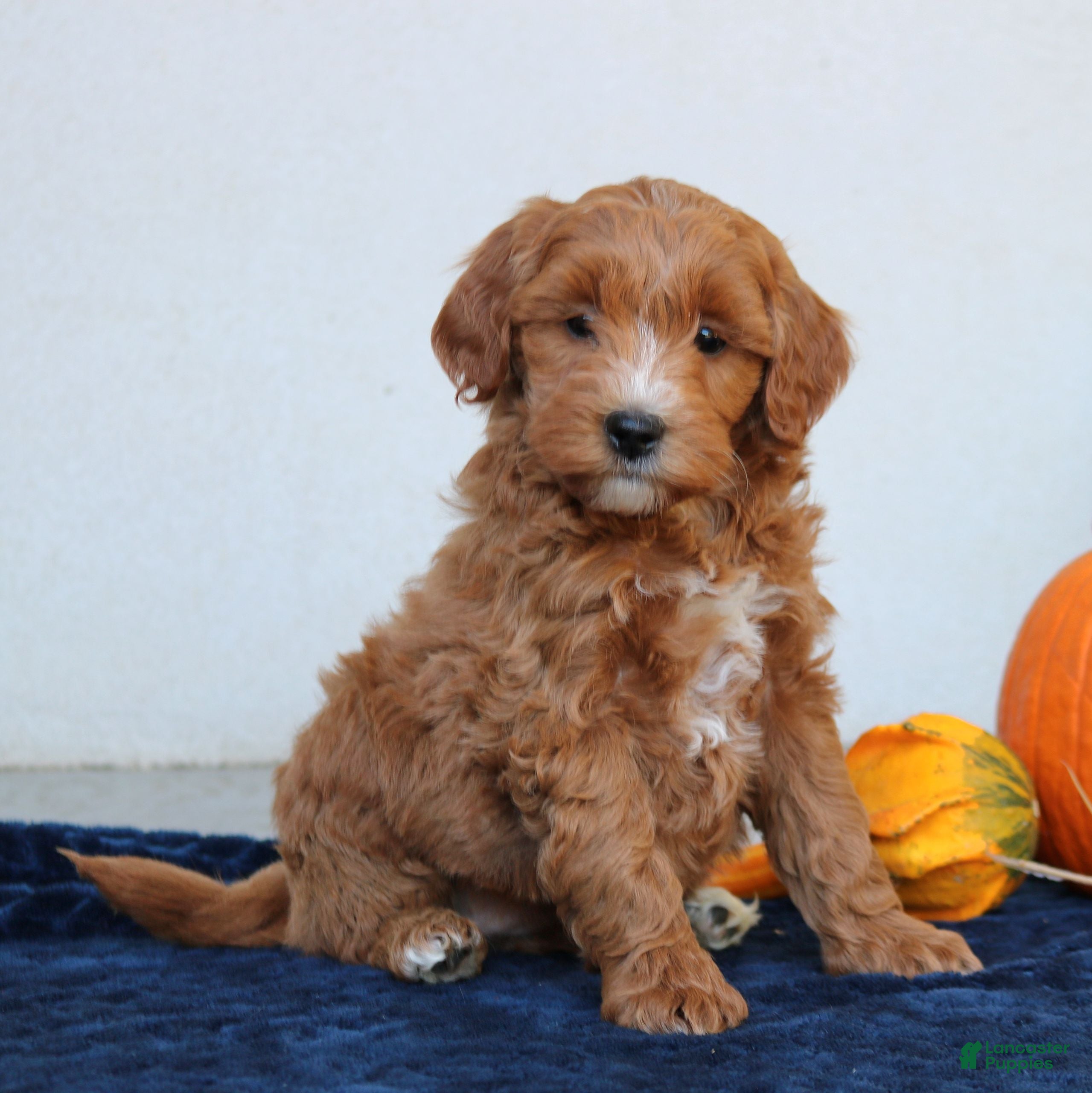 Mini Goldendoodle dogs for sale: Millie  - Ad 2