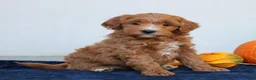 Mini Goldendoodle dogs for sale: Millie  - Ad 2