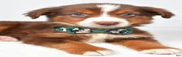 Miniature Australian Shepherd dogs for sale: Captain  - Ad 6