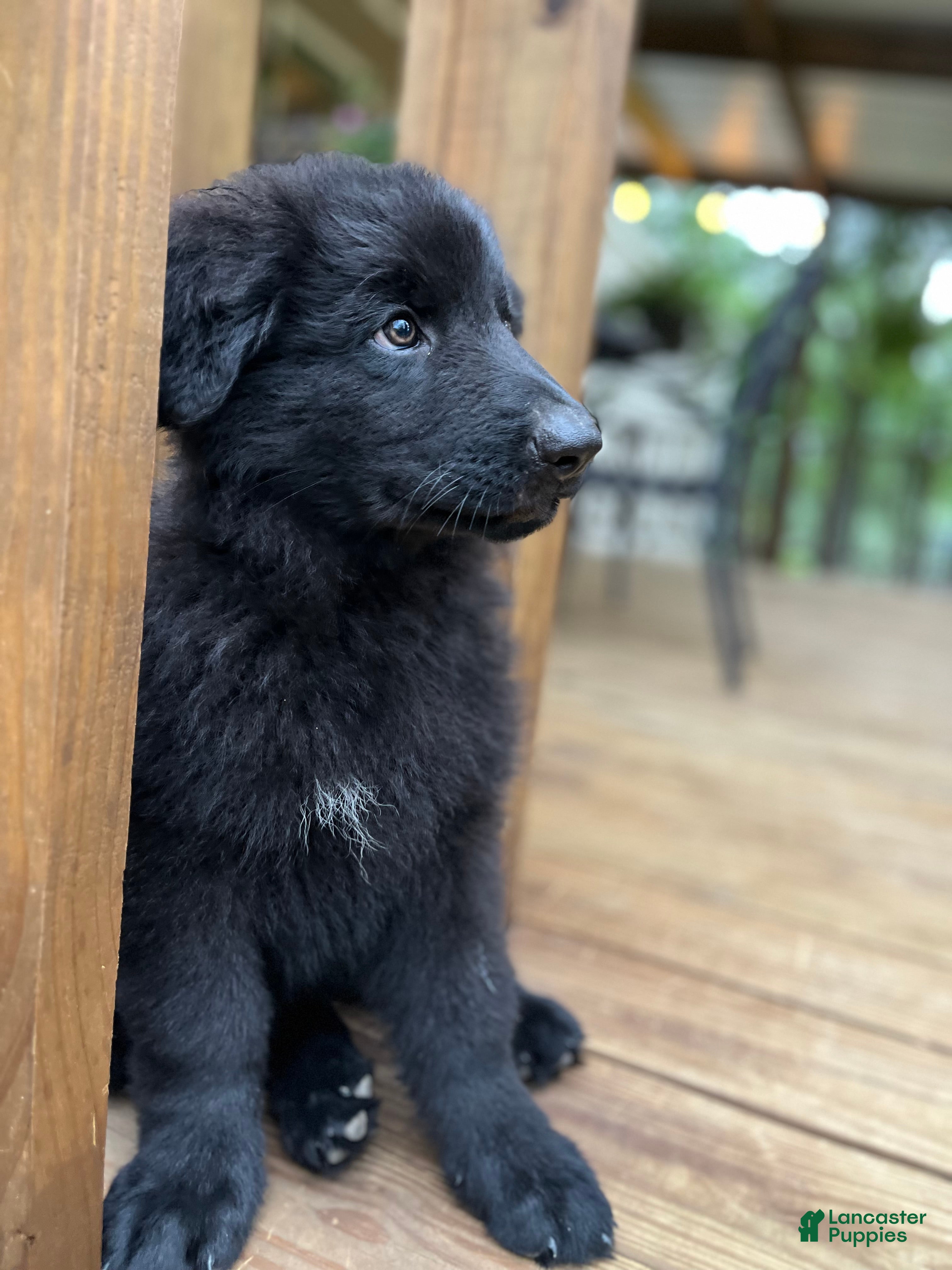 German Shepherd dogs German Shepherd Puppy 10 - Ad 7