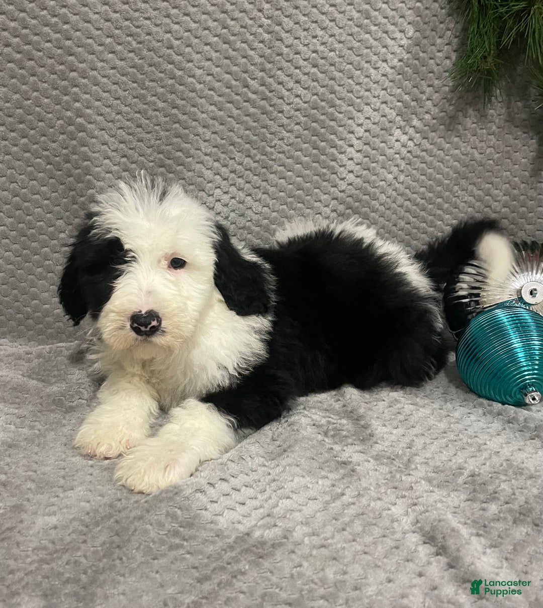Sheepadoodle dogs for sale: Kate - Ad 3