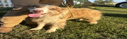 Border Collie dogs for sale: Boba - Ad 6