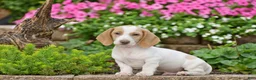 Dachshund dogs for sale: Matt - Ad 3