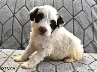 Portuguese Water Dog dogs Dumpling - Ad 26