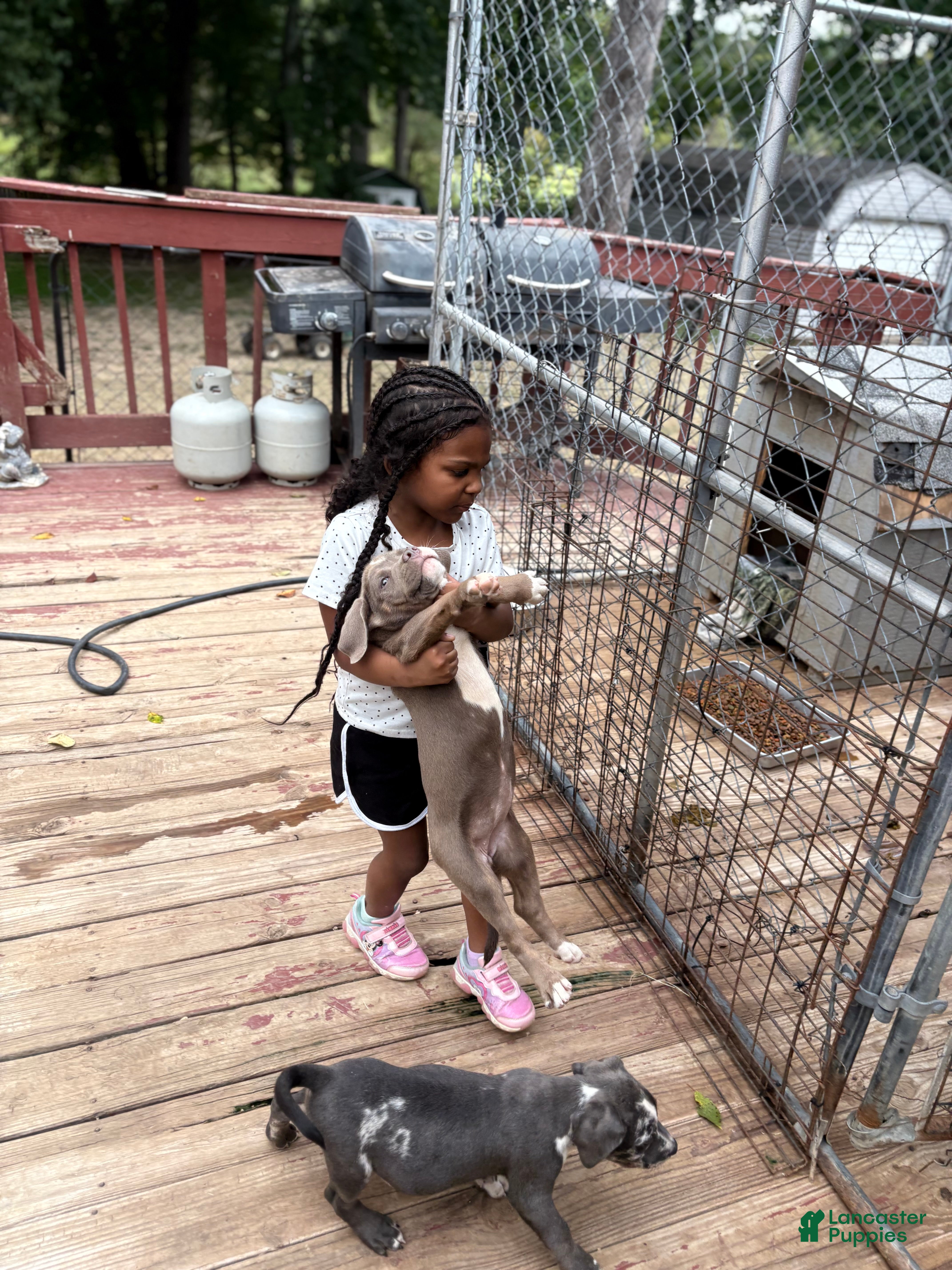 American Bully dogs Beauty - Ad 2