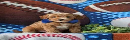 Cockapoo dogs for sale: Braedon Hypoallergenic - Ad 3