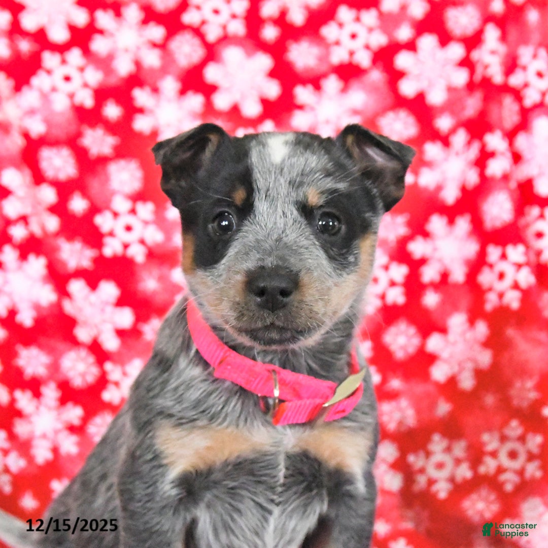 Australian Cattle Dog dogs for sale: Jade - Ad 4