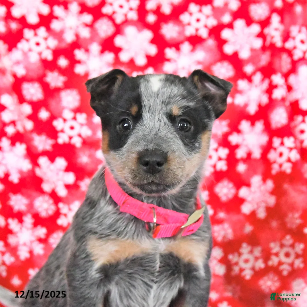 Australian Cattle Dog dogs for sale: Jade - Ad 14