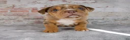 Beabull dogs for sale: Grant - Ad 7