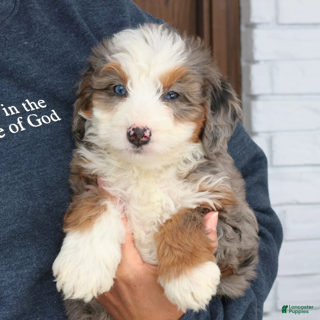 Mini Bernedoodle dogs for sale: Ivory  - Ad 2