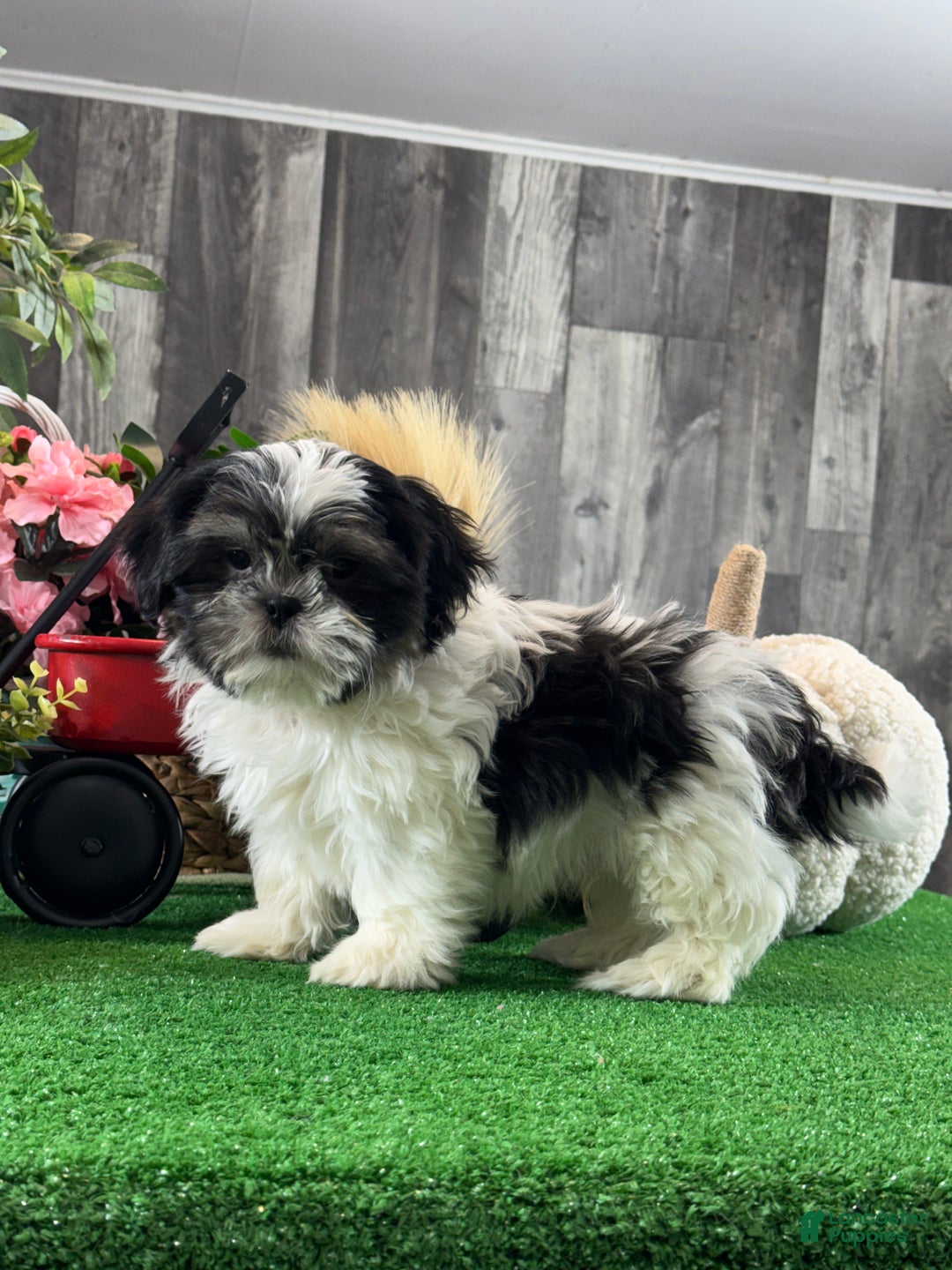 Shih Tzu dogs for sale: Smokey  - Ad 5