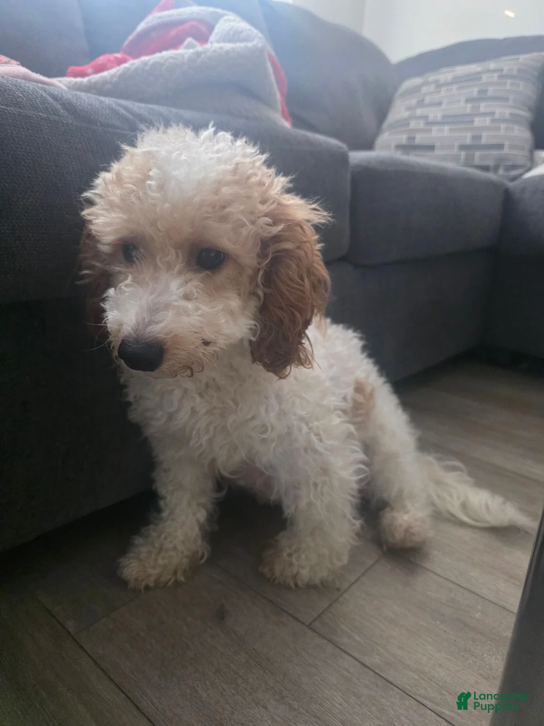 Mixed Breed dogs for sale: Prince - Ad 5