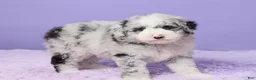 Mini Sheepadoodle dogs for sale: Sammie - Ad 4