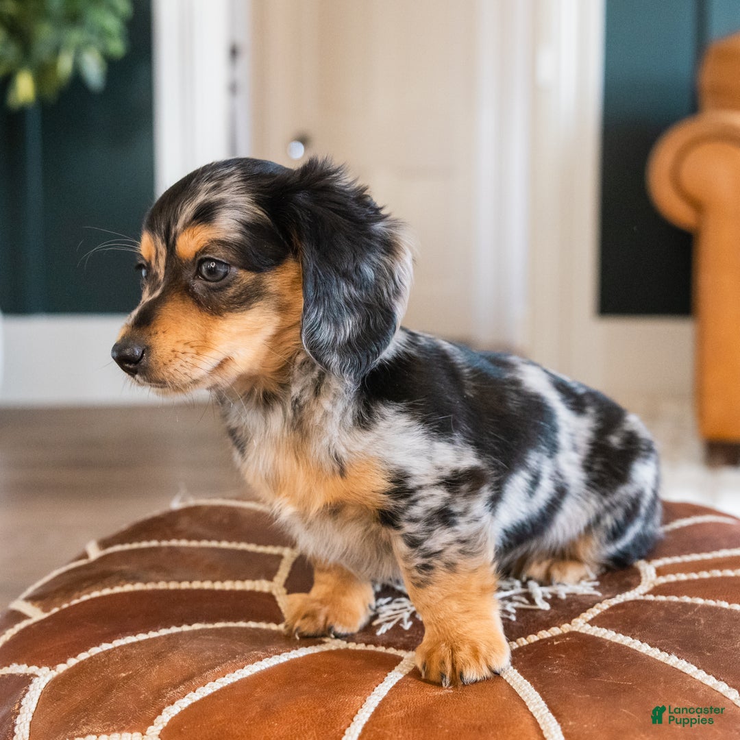 Dachshund dogs for sale: Dash - CHRISTMAS PUPPY! - Ad 3