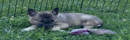 Norwegian Elkhound dogs for sale: Boy - Ad 2