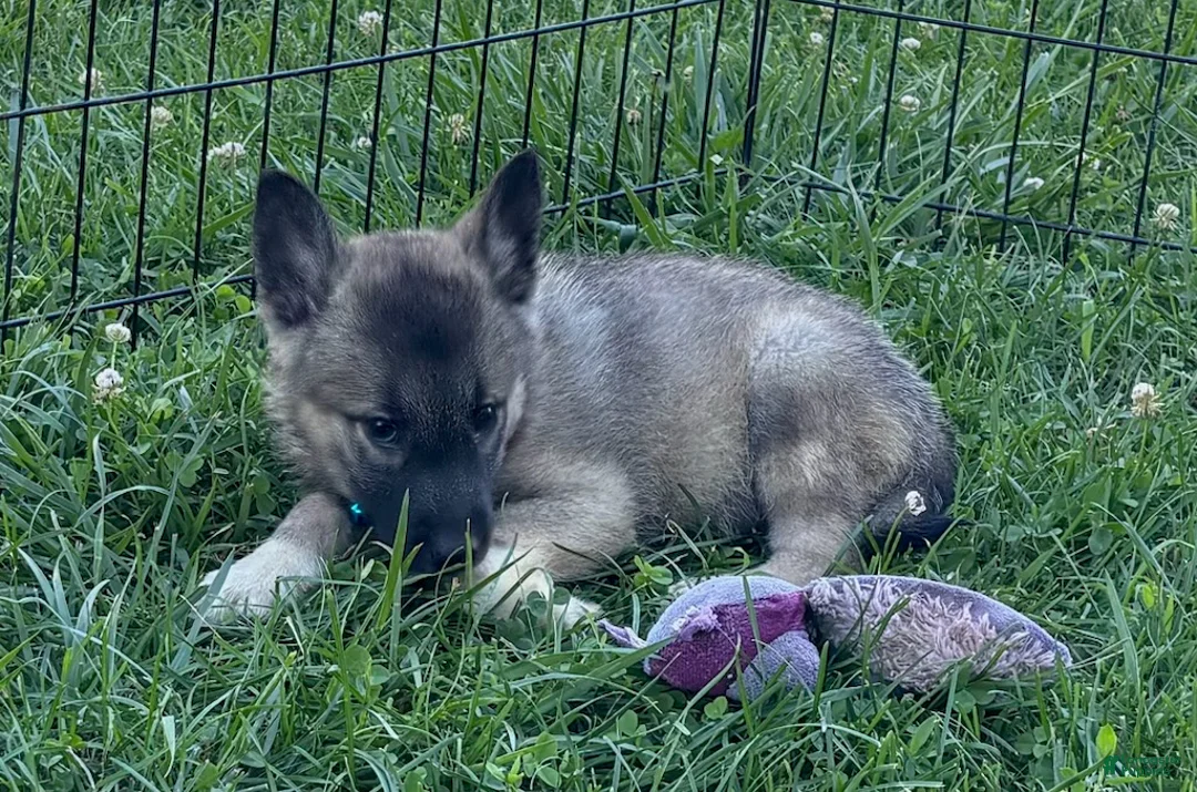 Norwegian Elkhound dogs for sale: Boy - Ad 2