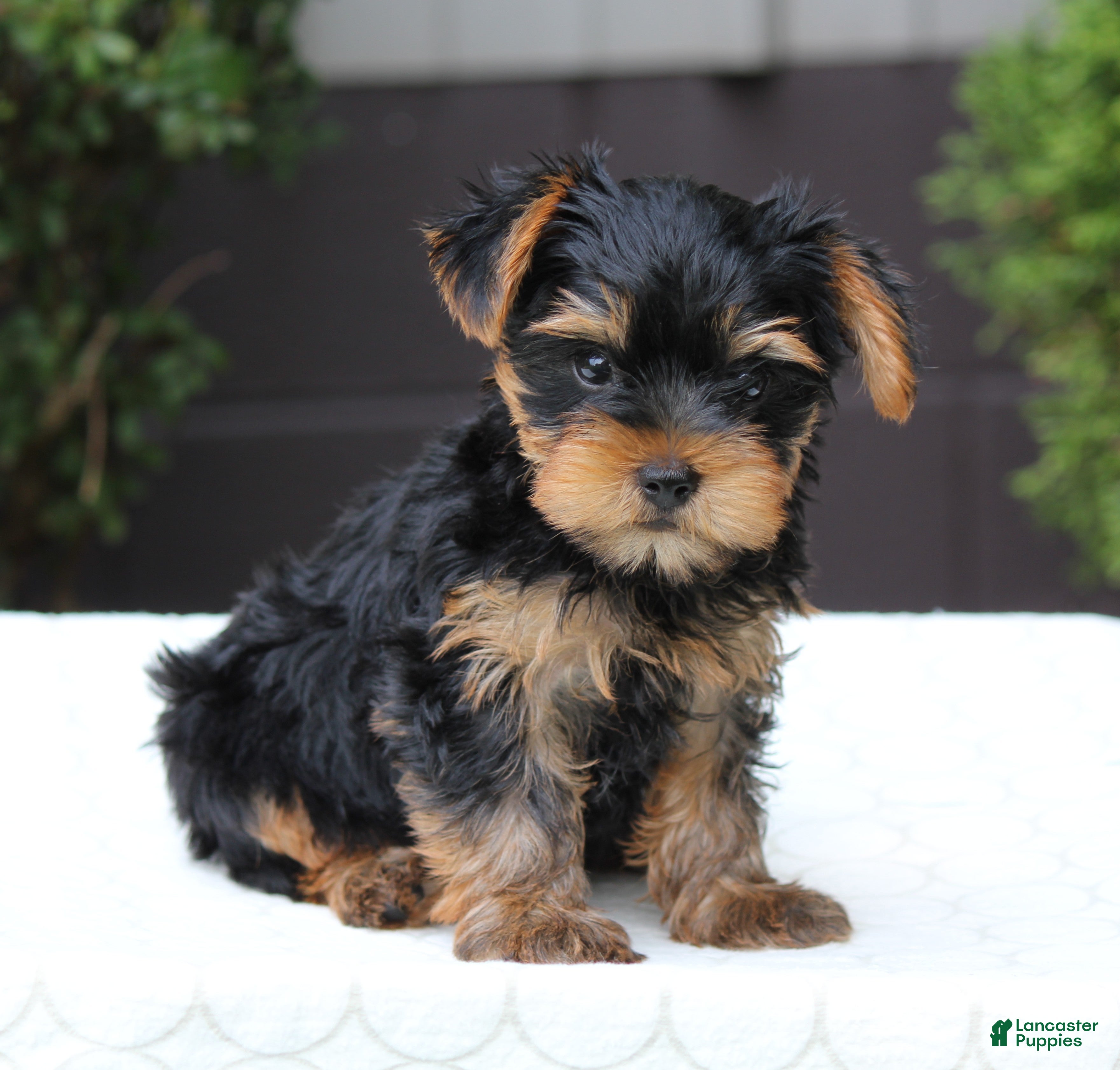 Yorkshire Terrier dogs Riley - Ad 1