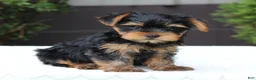 Yorkshire Terrier dogs for sale: Riley - Ad 1