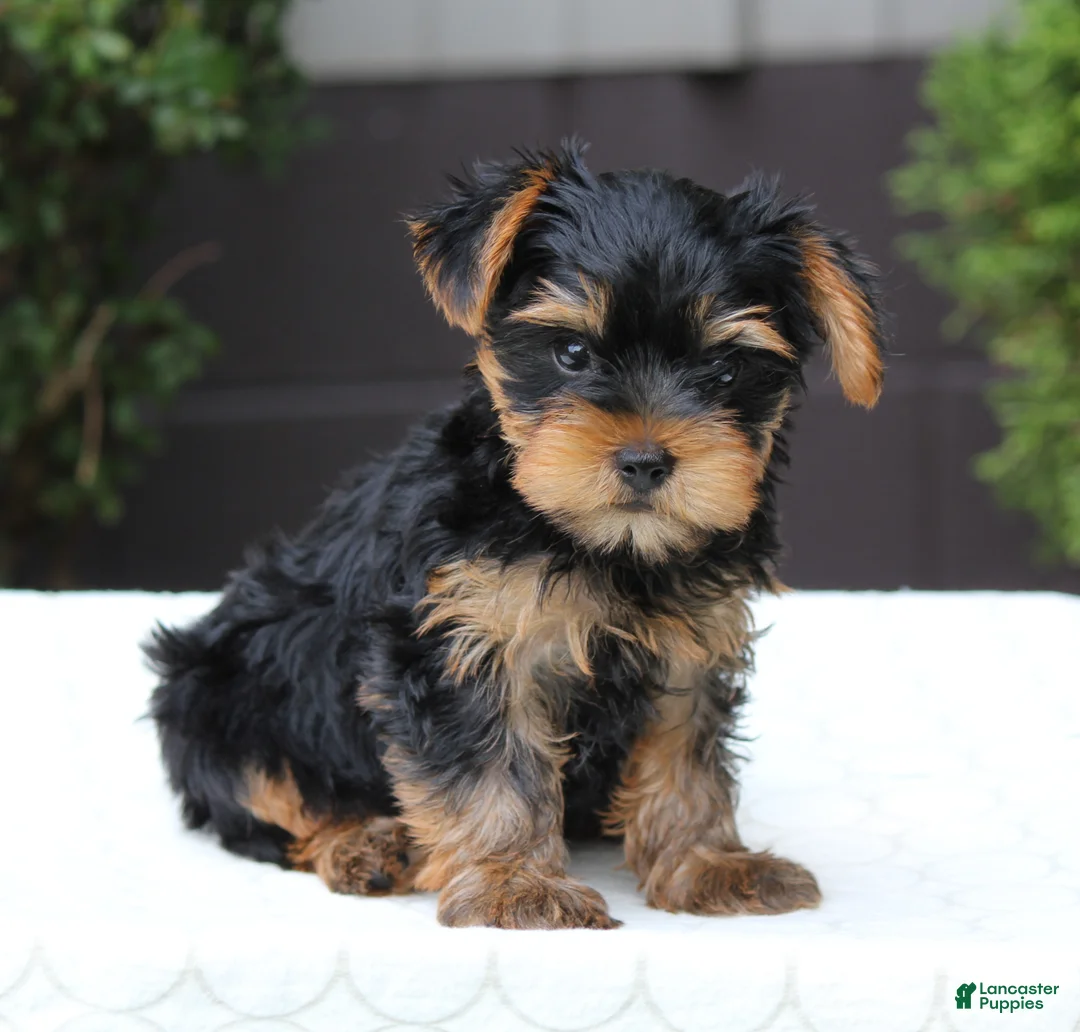 Yorkshire Terrier dogs for sale: Riley - Ad 1