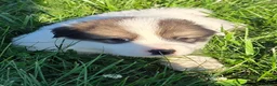Great Pyrenees dogs for sale: George - Ad 1