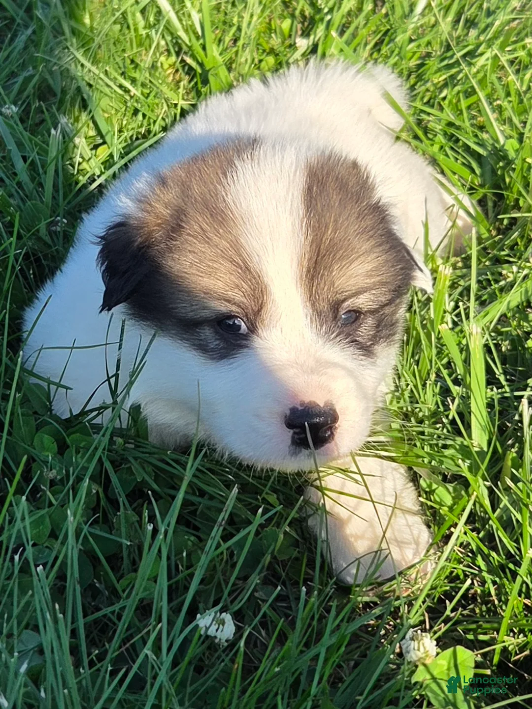 Great Pyrenees dogs for sale: George - Ad 1