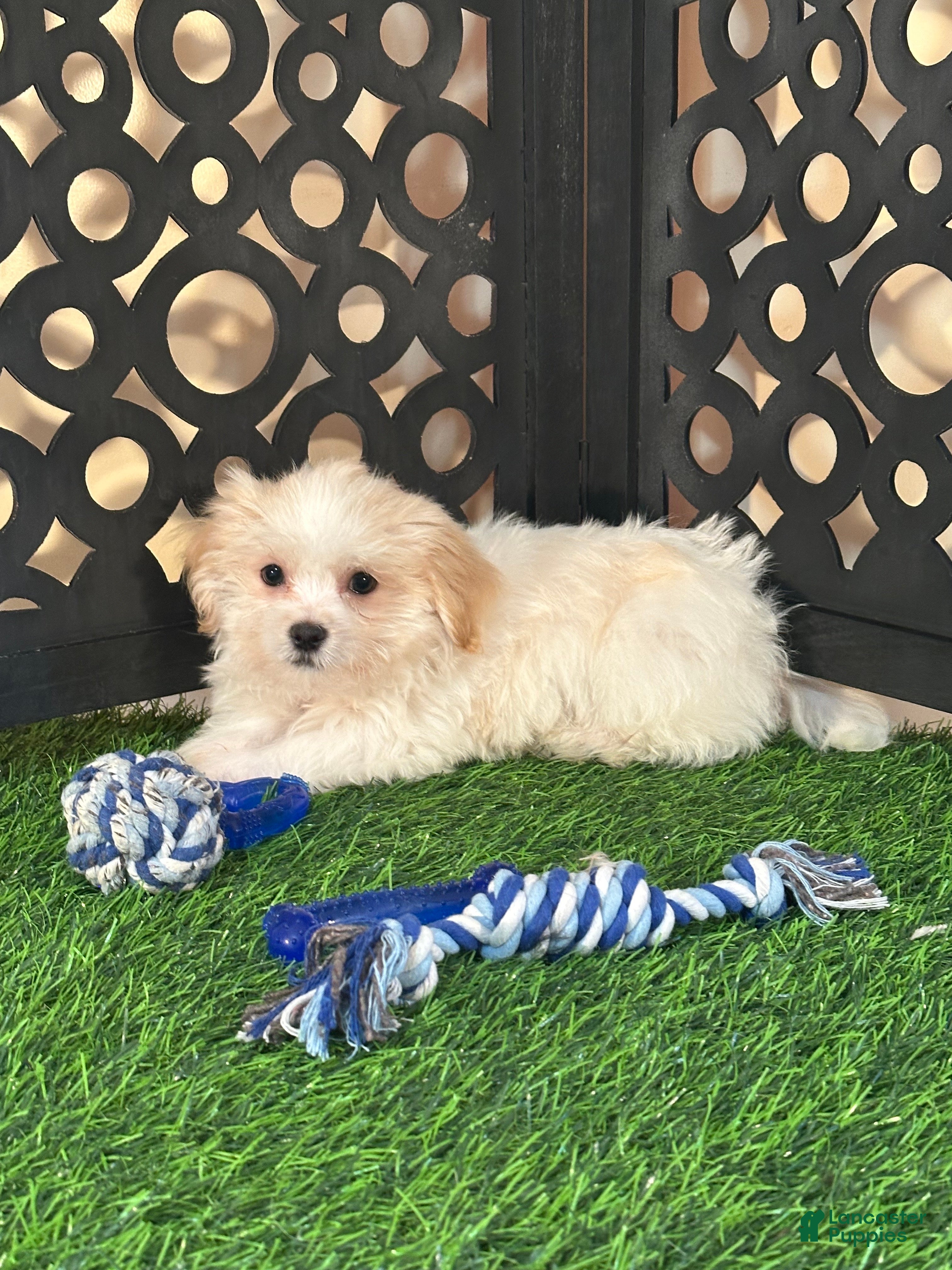 Havanese