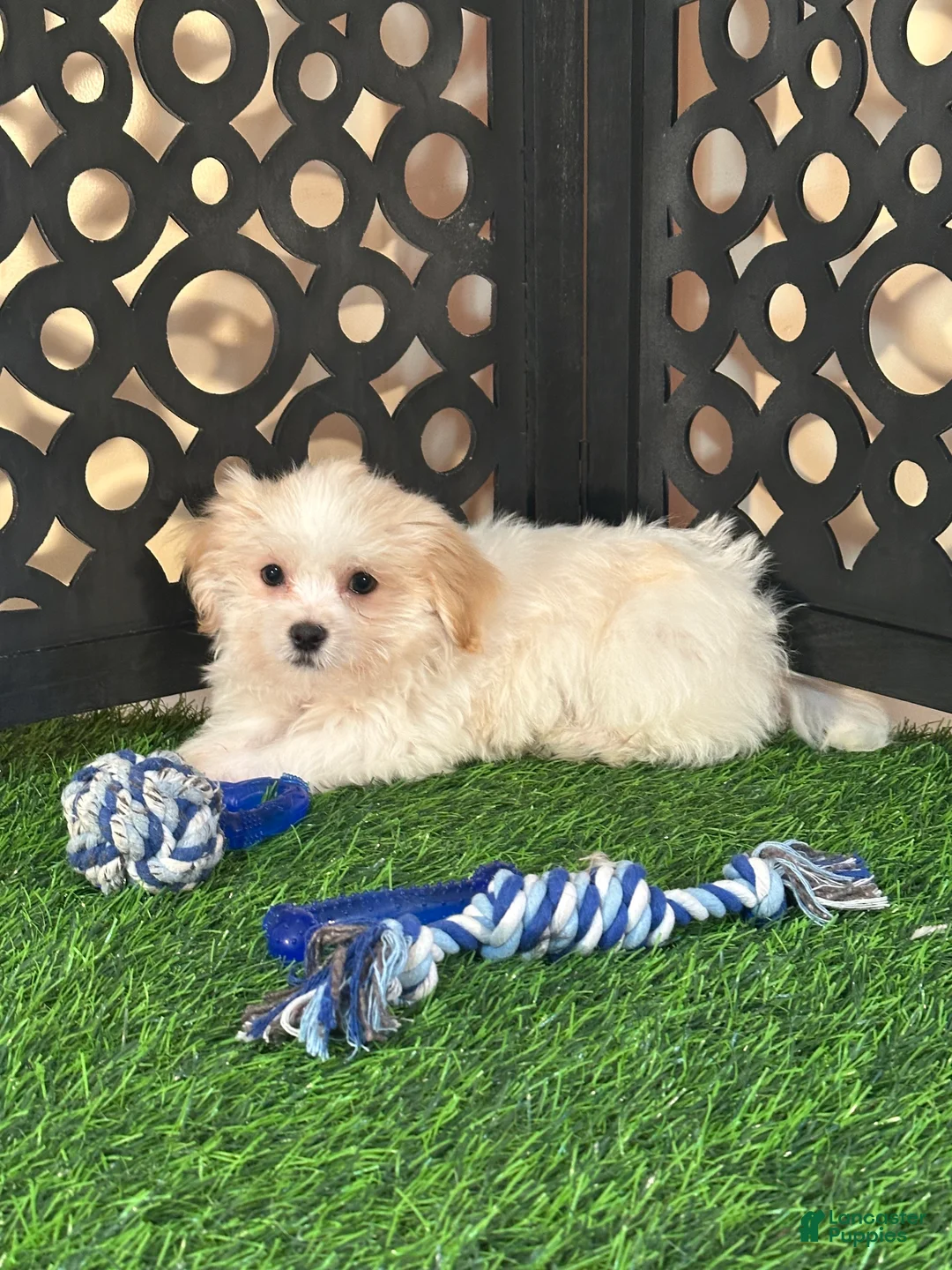 Havanese dogs for sale: Bronson Handsome Male Havanese Puppy - Ad 1