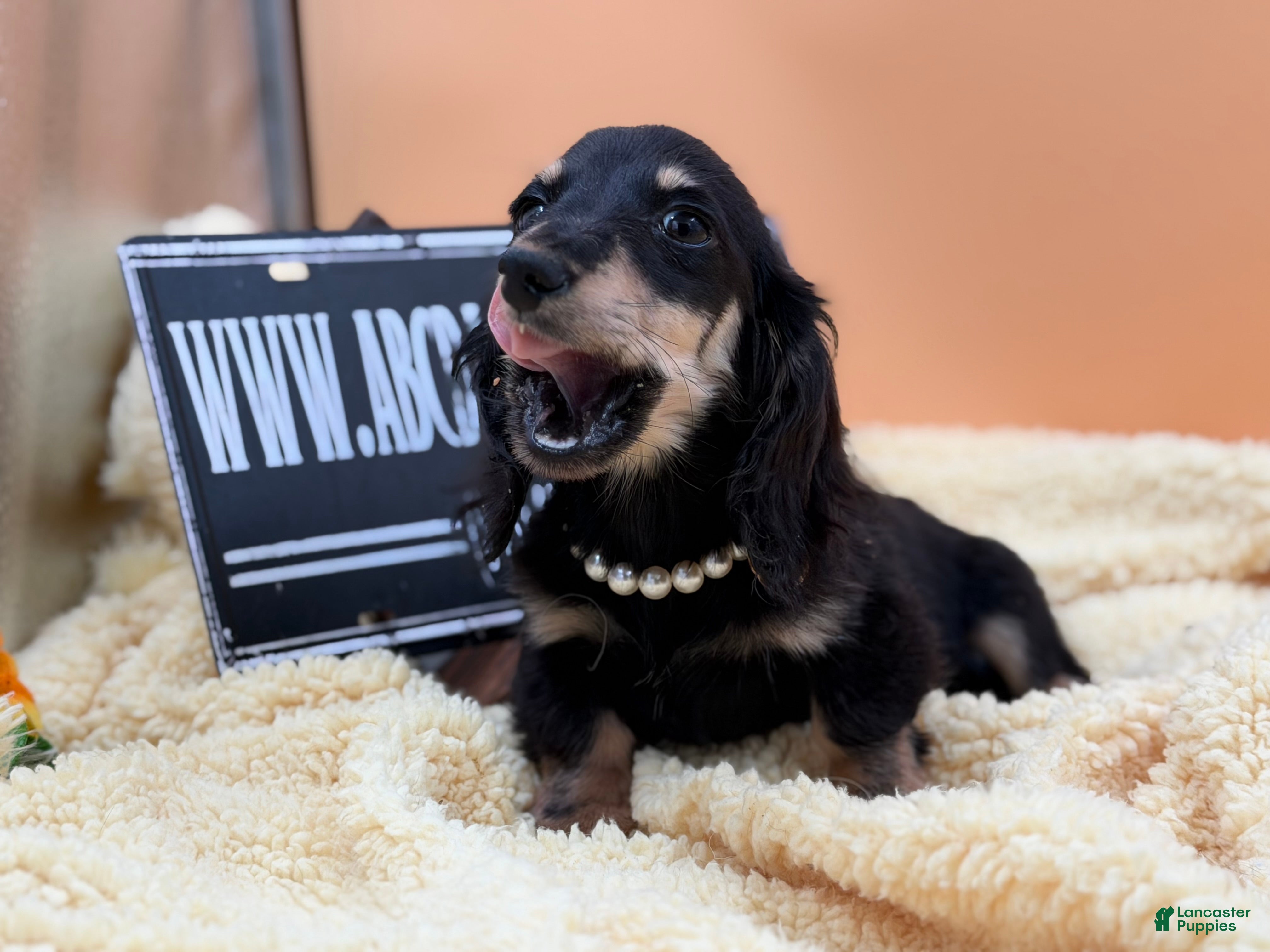 Miniature Dachshund dogs Black and cream AKC  - Ad 4