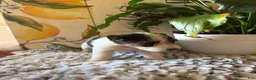Wire Fox Terrier dogs for sale: Duke Weaselton  - Ad 3