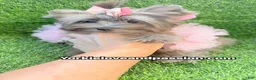 Yorkshire Terrier dogs for sale: Small black Merle female  - Ad 14