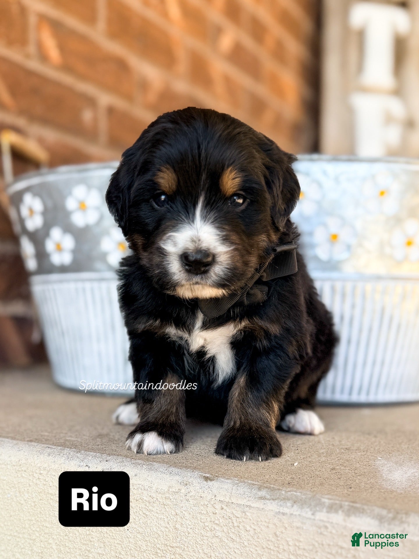 Bernedoodle dogs Rio - Ad 19