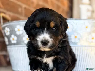 Bernedoodle dogs Rio - Ad 19