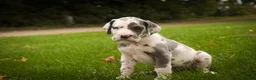 Great Dane dogs for sale: Braxton Great Dane  - Ad 3