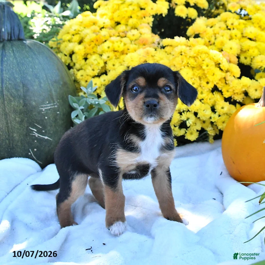 Mixed Breed dogs for sale: Cocoa - Ad 1
