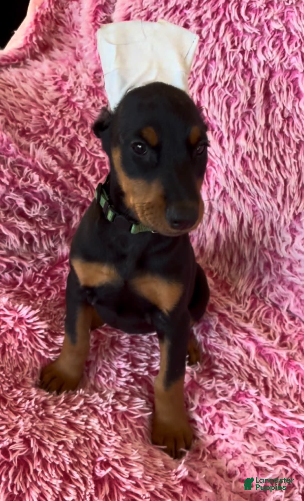 Doberman Pinscher dogs Doberman Pinscher 6 - Ad 22