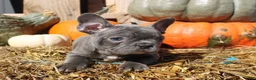 Mixed Breed dogs for sale: Ollie - Ad 11