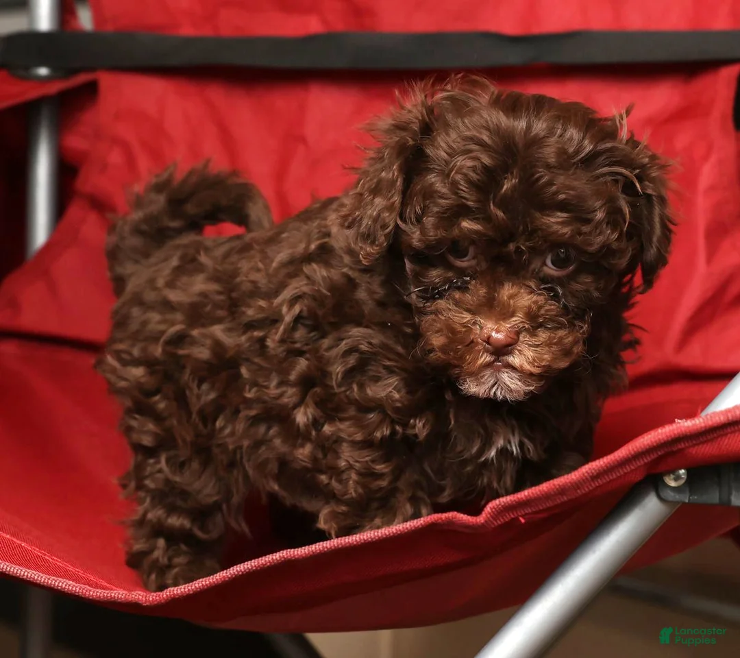 Havapoo dogs for sale: Sasha - Ad 8