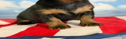 Miniature Dachshund dogs for sale: Akc Poppy LH DNA OFA  - Ad 8