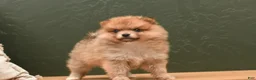 Pomeranian dogs for sale: Jill  - Ad 4