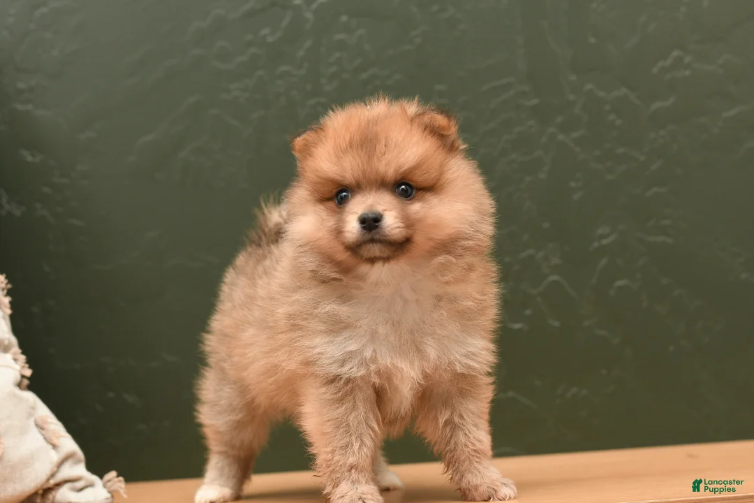 Pomeranian dogs for sale: Jill  - Ad 4