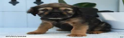 Mini Hippo dogs for sale: Chloe - Ad 3