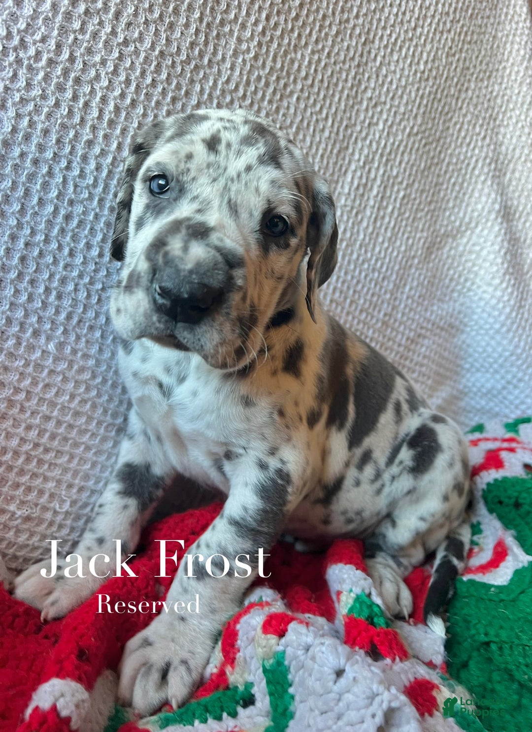 Great Dane dogs for sale: Jack Frost - Ad 1