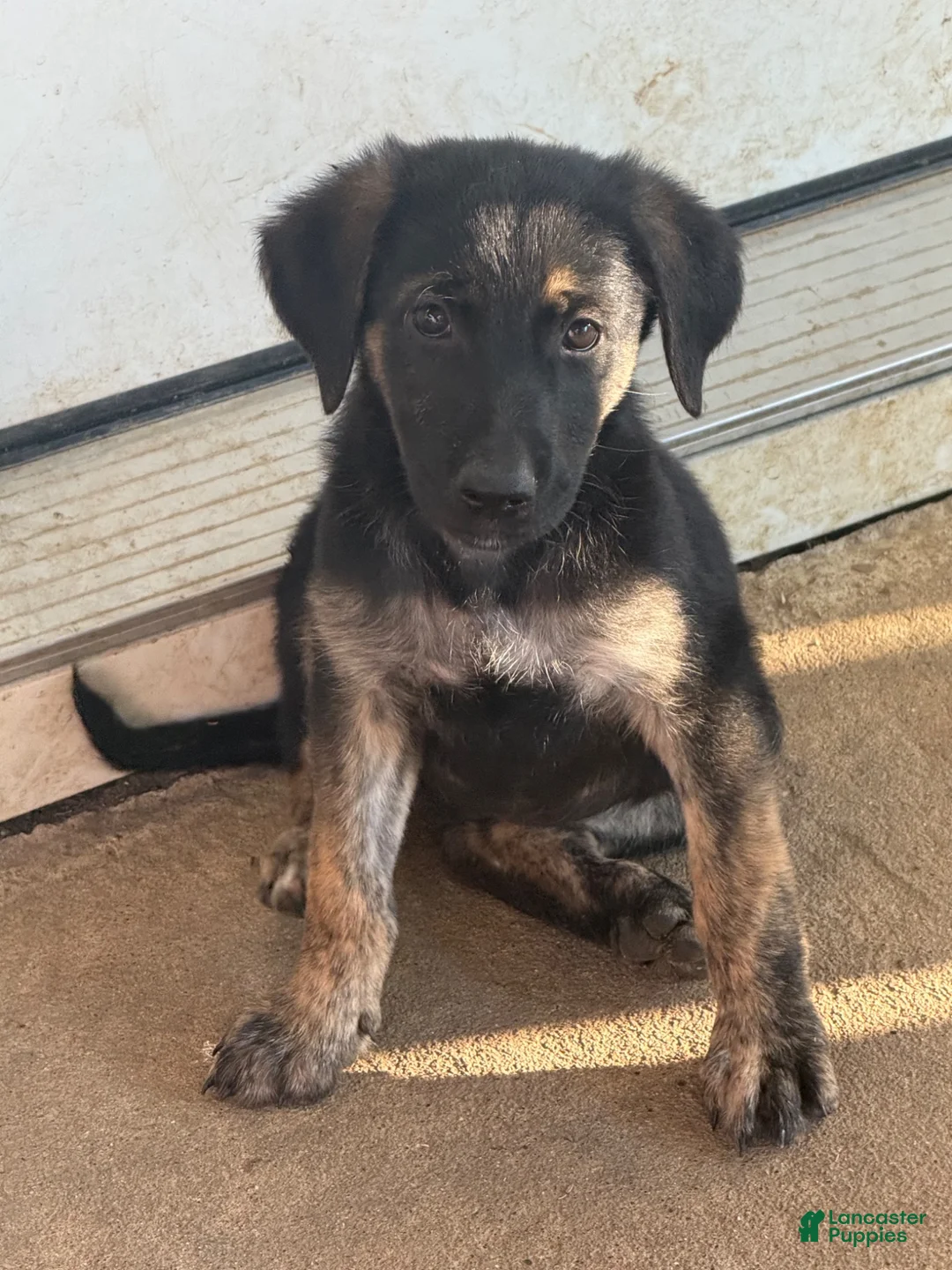 Mixed Breed dogs for sale: Mixed Breed 2 - Ad 1