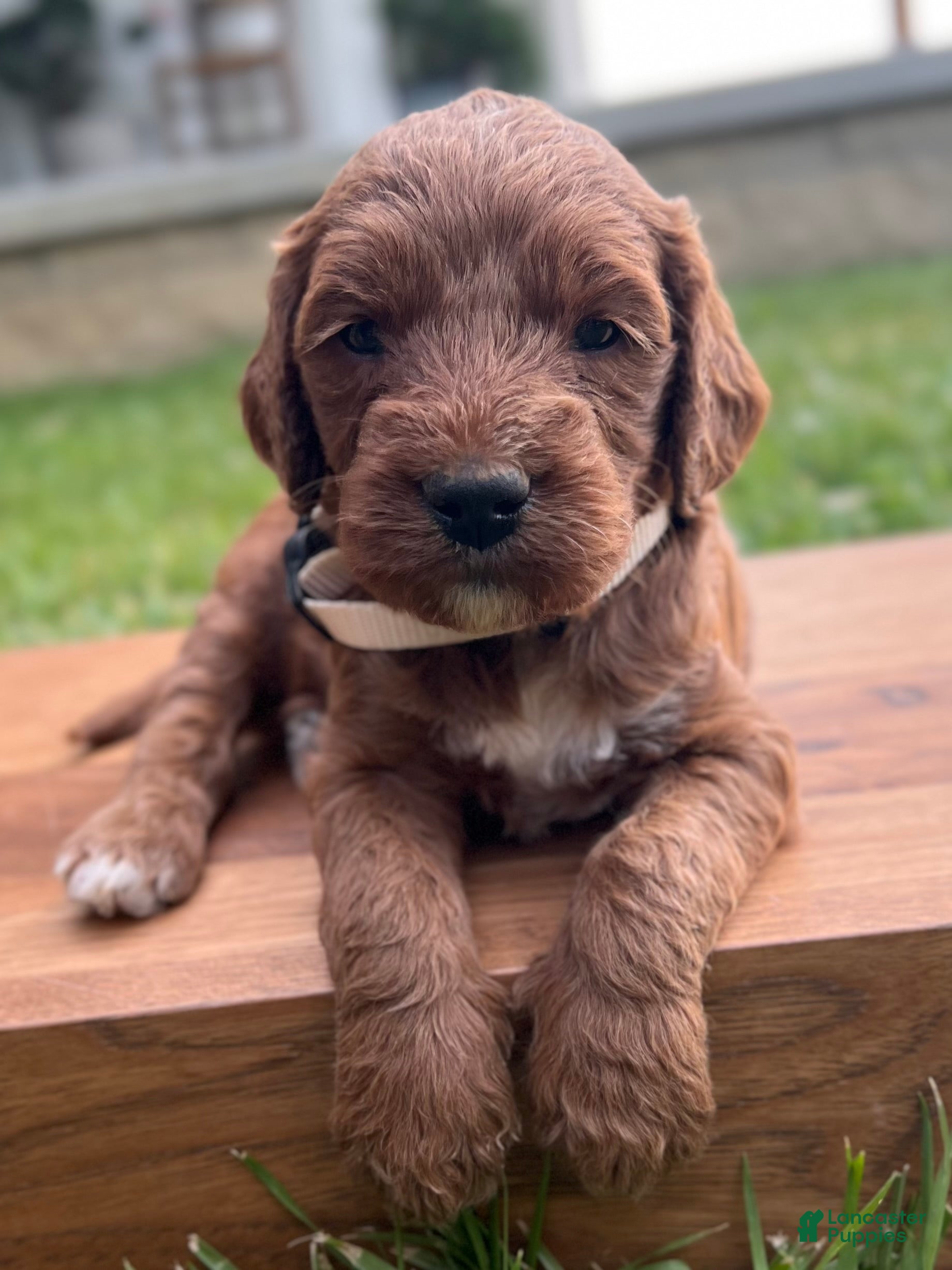 Irish Doodle dogs Juniper - Ad 1