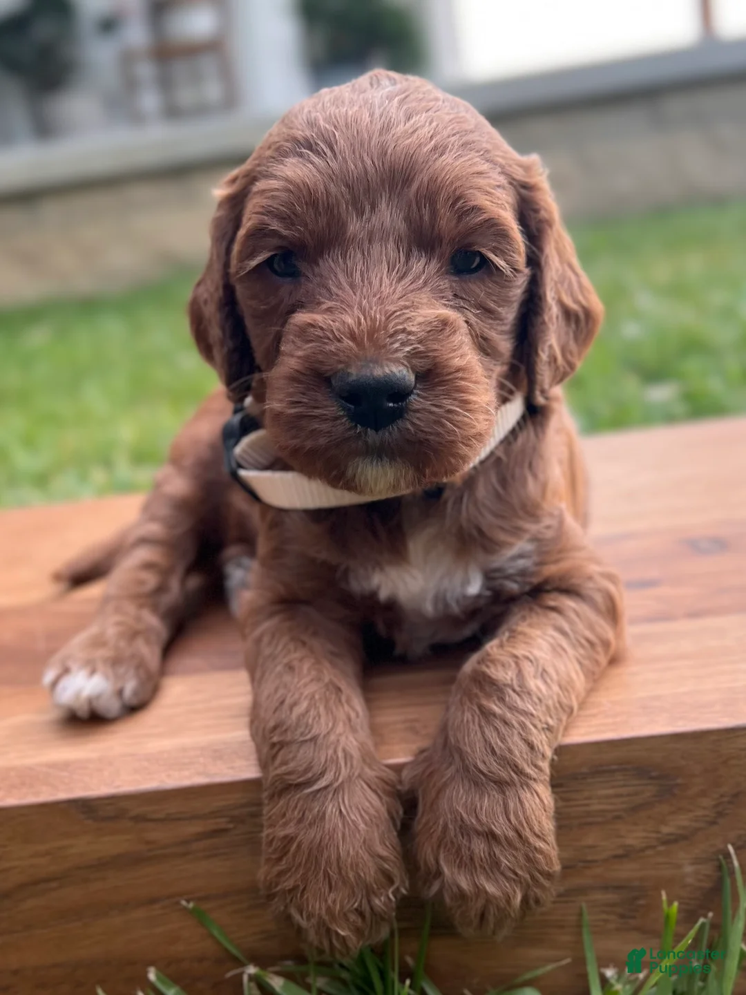 Irish Doodle dogs for sale: Juniper - Ad 1