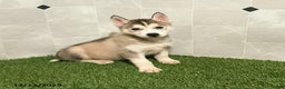Siberian Husky dogs for sale: Susan - Ad 4