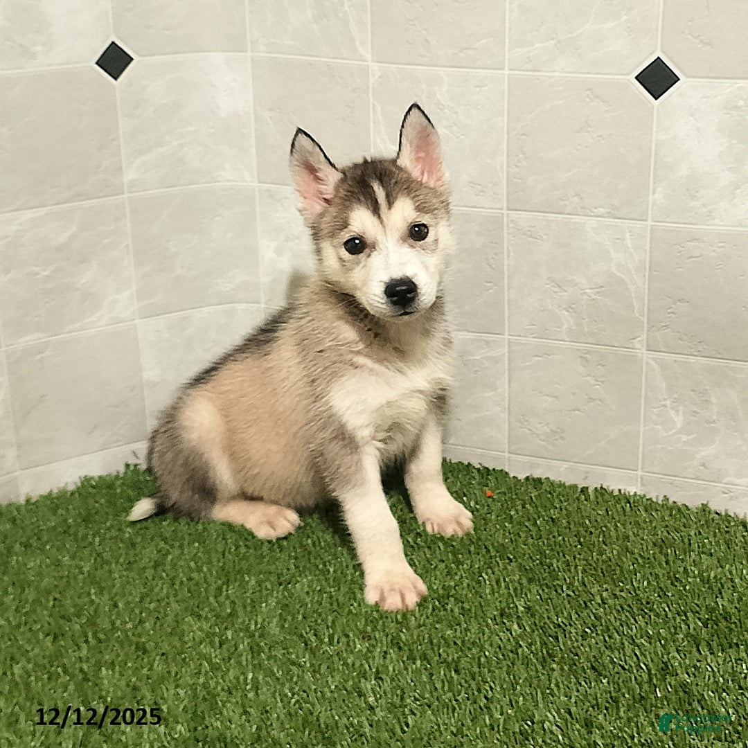 Siberian Husky dogs for sale: Susan - Ad 4
